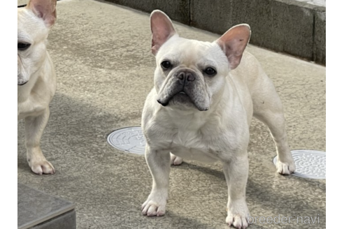 シナモンちゃん1枚目